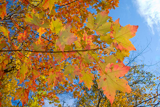 Illustration for article titled Shooting Challenge Fall Leaves Gallery 2